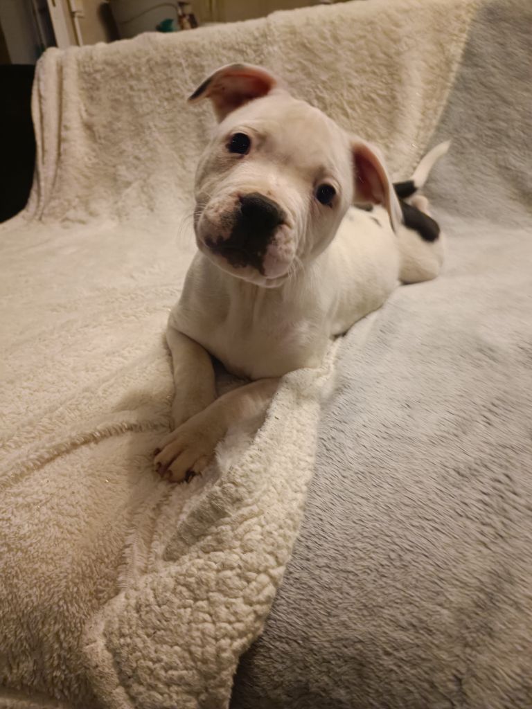 Themorenofamily - Chiot disponible  - Staffordshire Bull Terrier