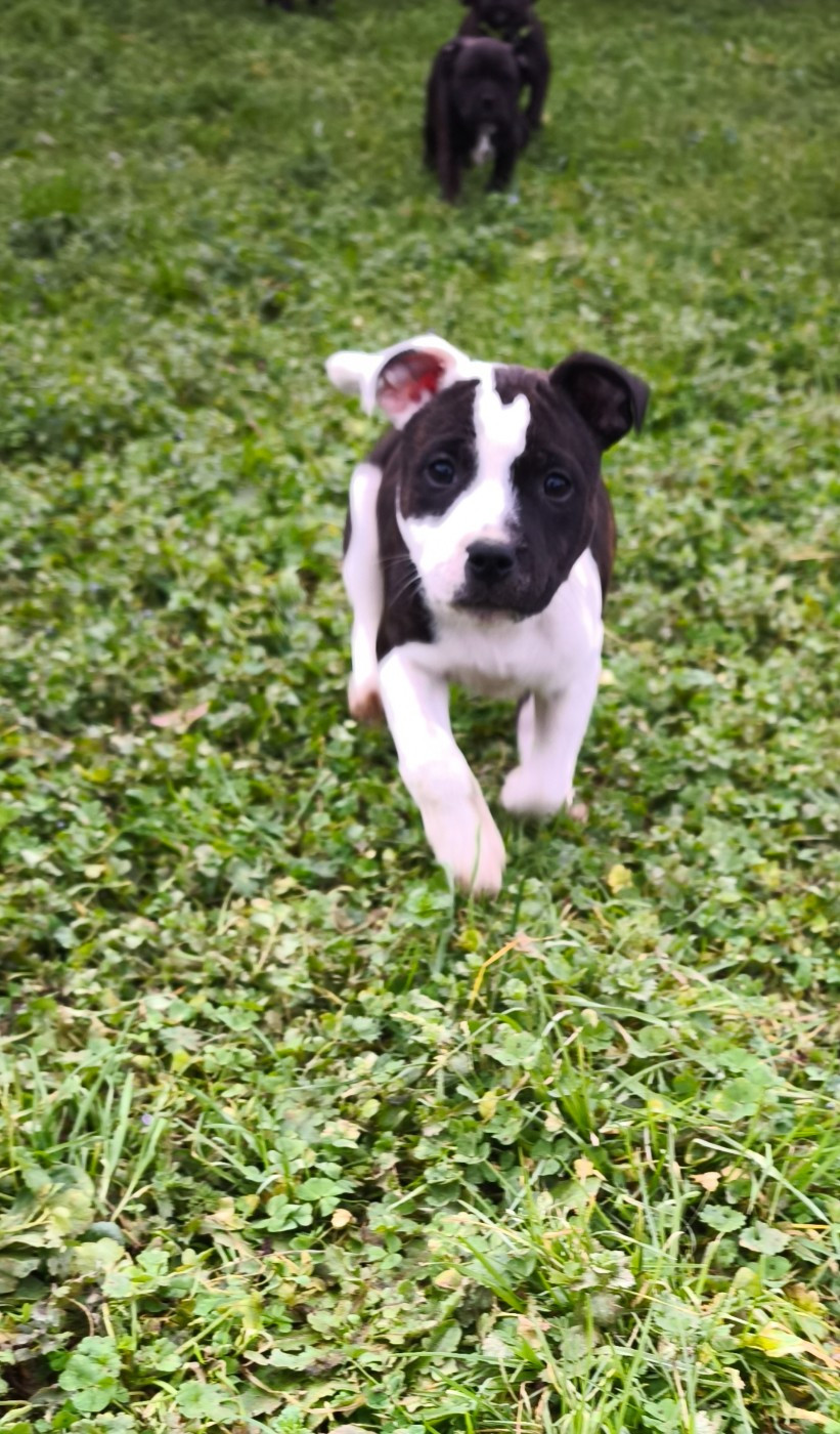 Aïa Themorenofamily