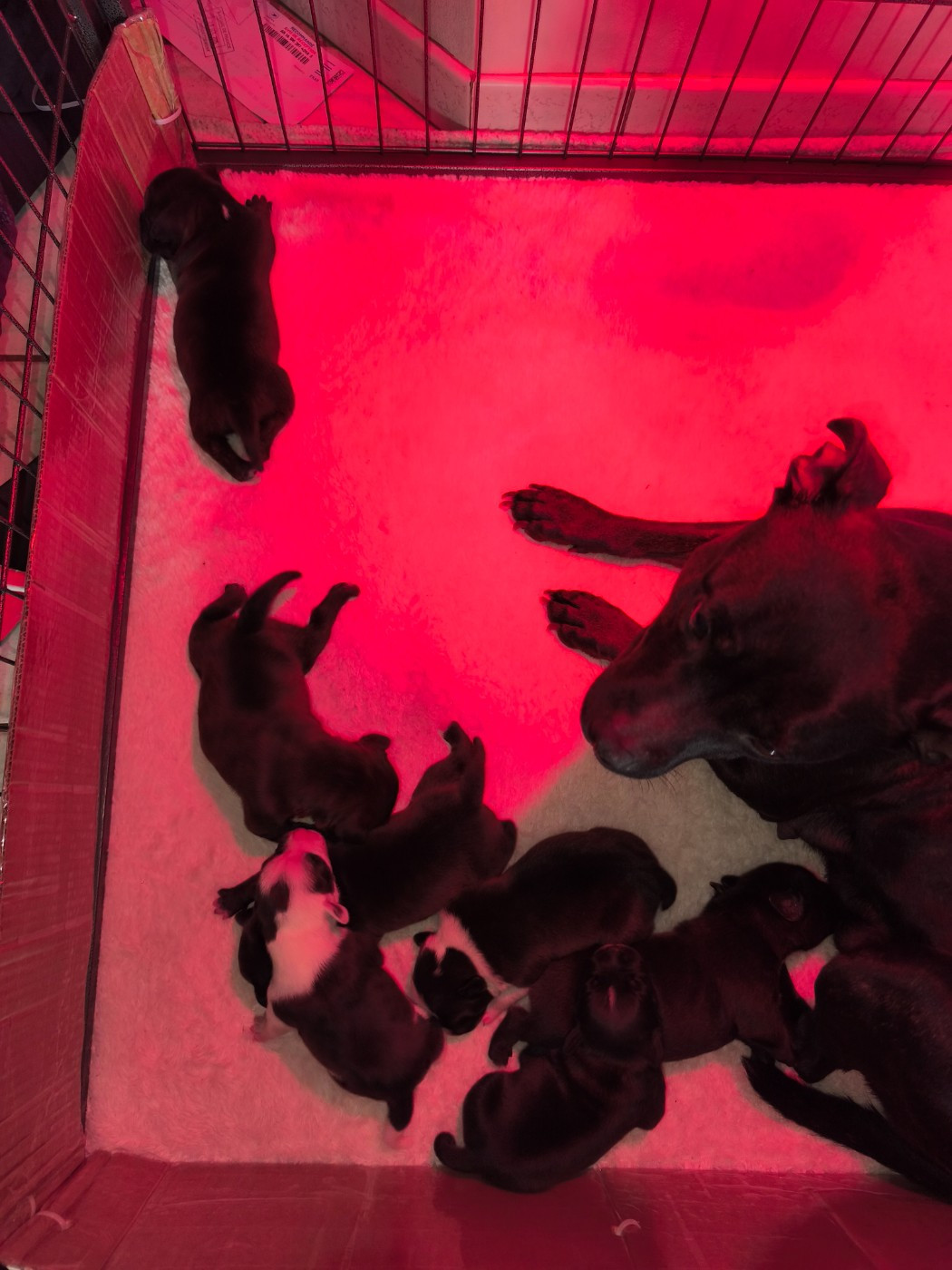 Chiot Staffordshire Bull Terrier Themorenofamily