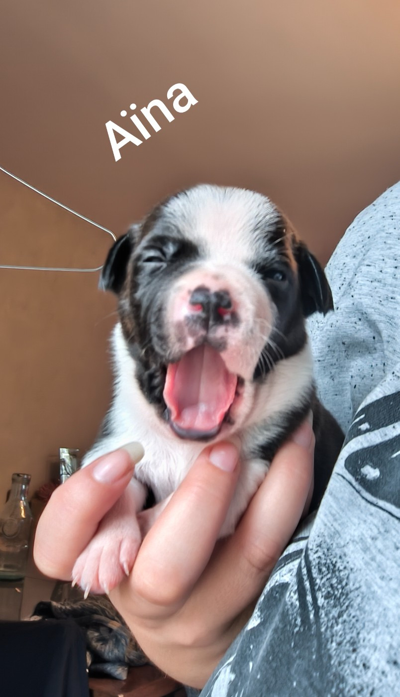 Themorenofamily - Chiots disponibles - Staffordshire Bull Terrier