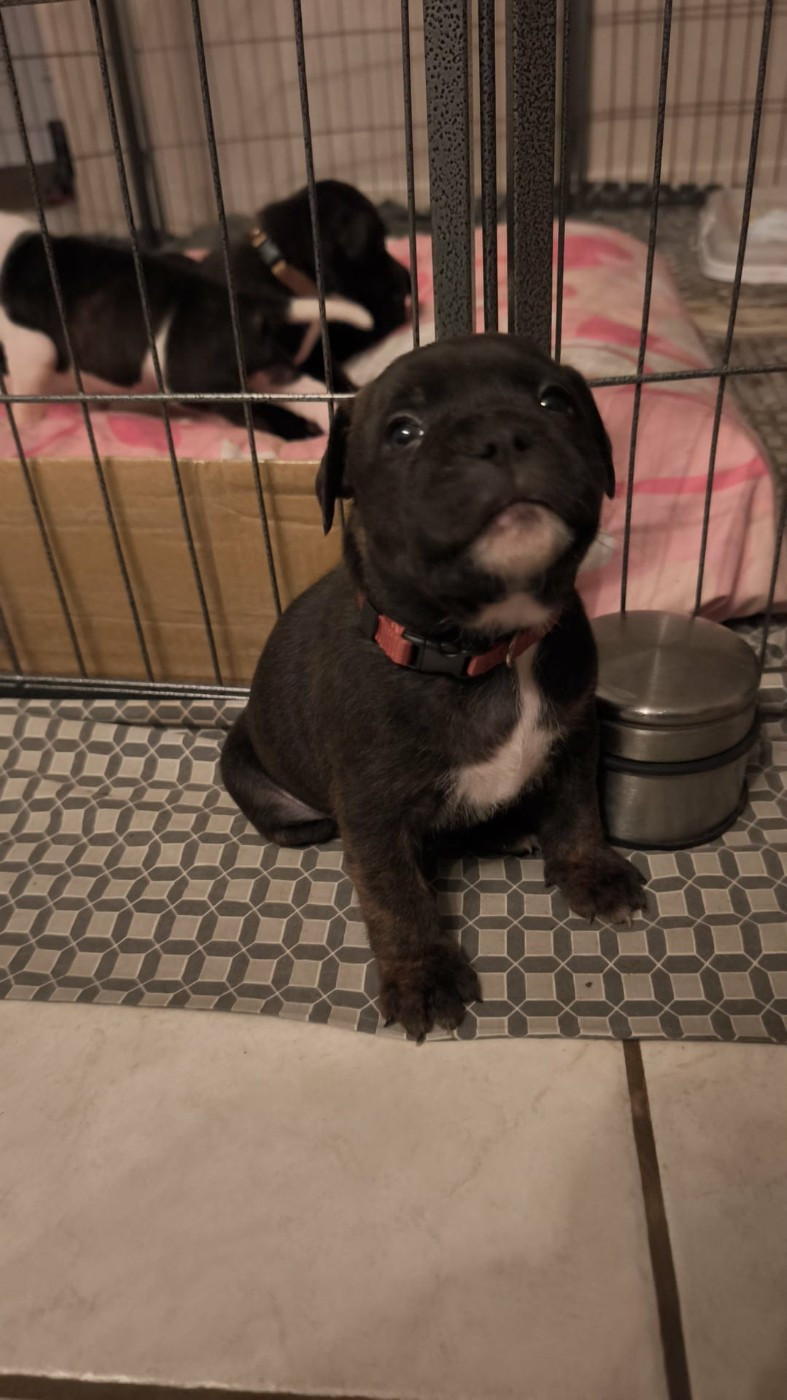Themorenofamily - Chiots disponibles - Staffordshire Bull Terrier