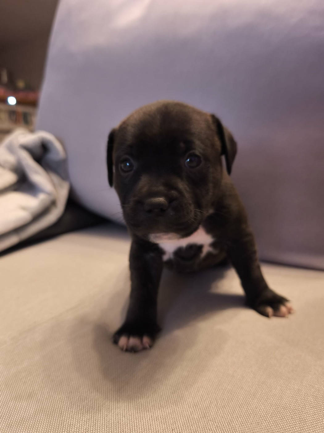 Themorenofamily - Chiots disponibles - Staffordshire Bull Terrier