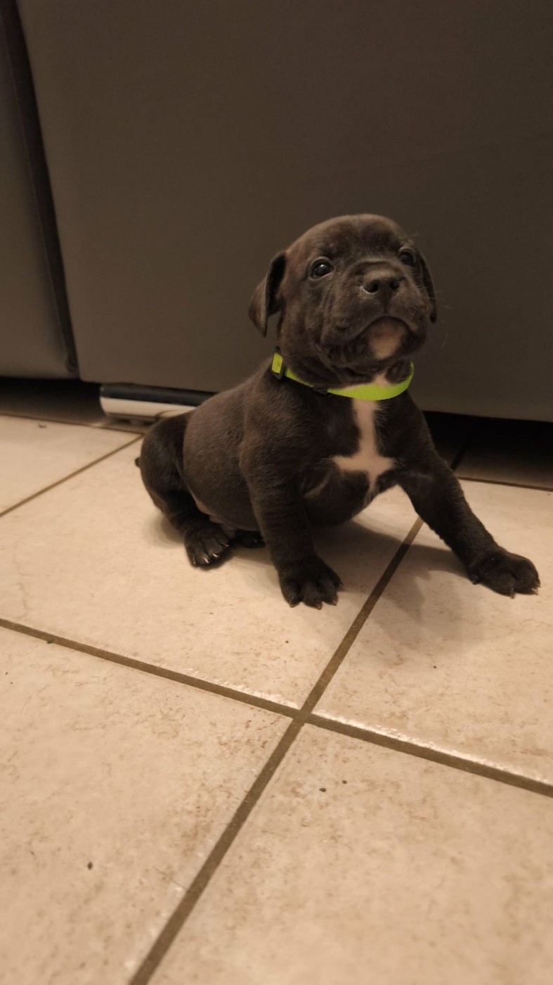 Themorenofamily - Chiots disponibles - Staffordshire Bull Terrier