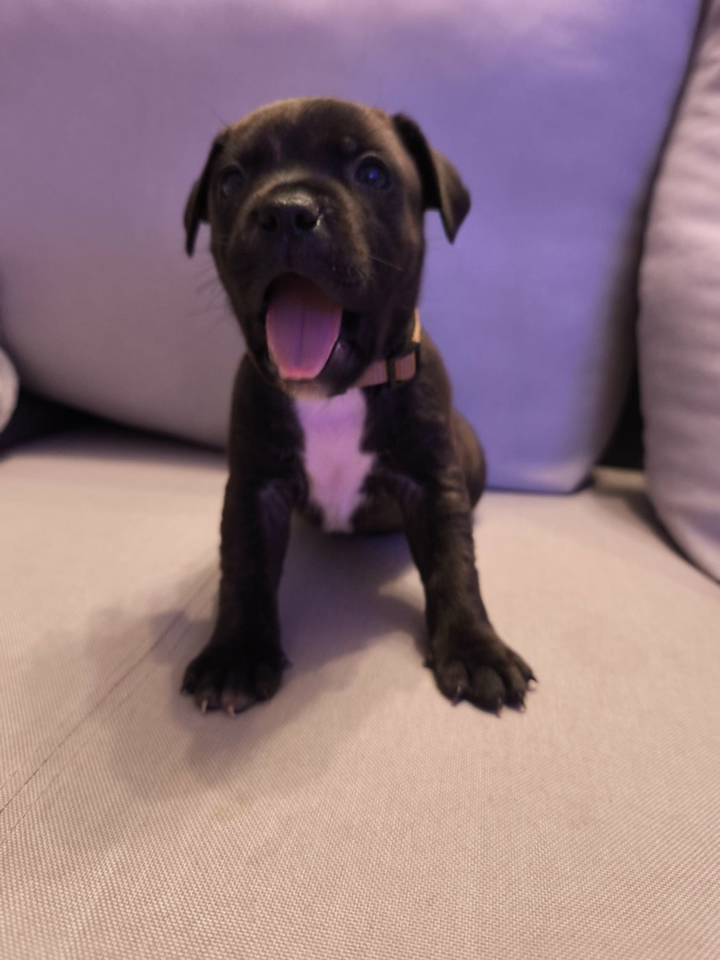 Themorenofamily - Chiots disponibles - Staffordshire Bull Terrier