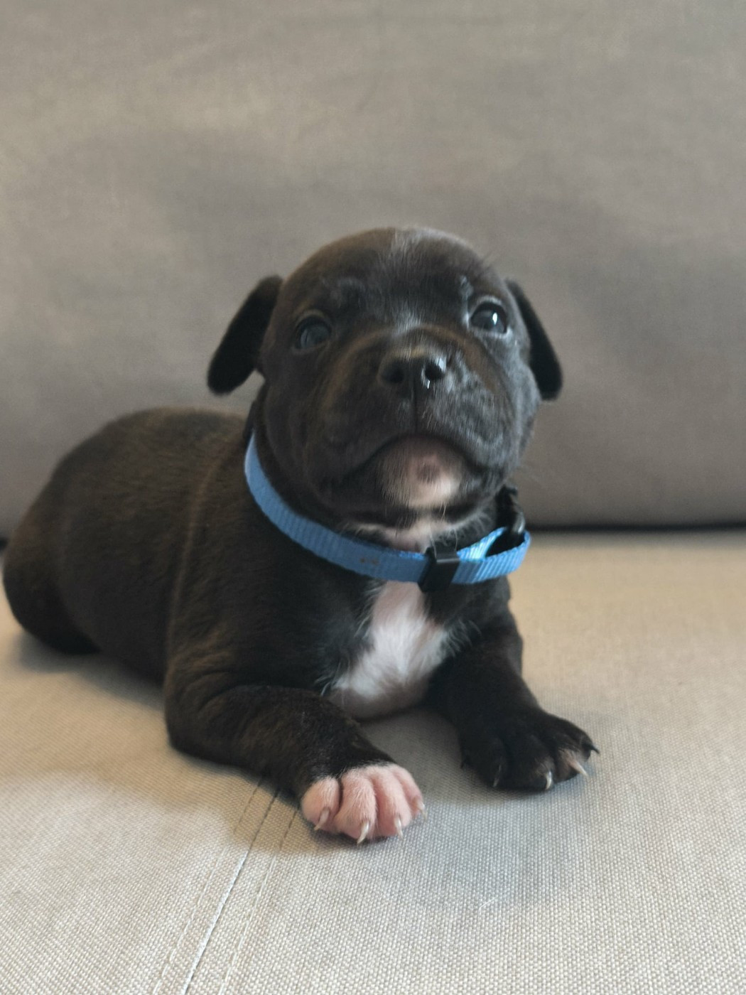 Themorenofamily - Chiots disponibles - Staffordshire Bull Terrier