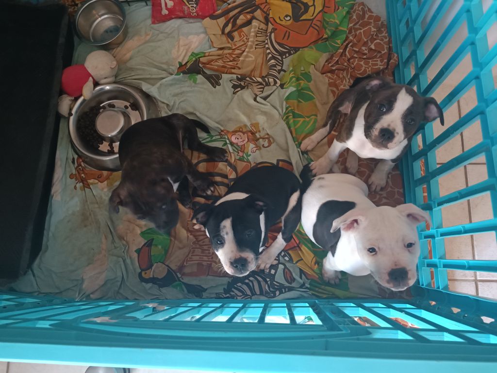 Chiot Staffordshire Bull Terrier Themorenofamily